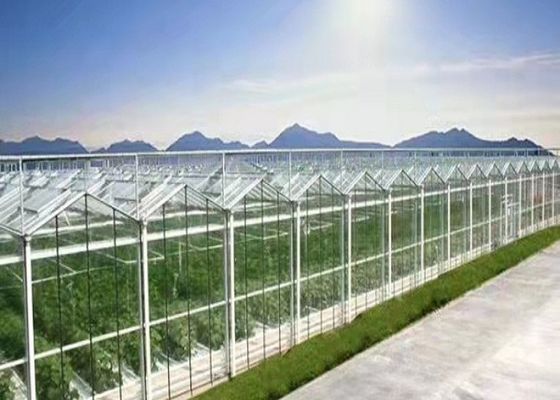 Daman Venlo Glazen Kas Massaal Planten Van Tomaten Thermisch Verzinkt