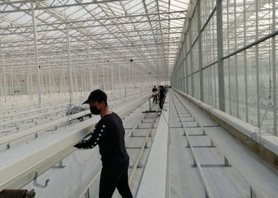 Daman Venlo Glazen Kas Massaal Planten Van Tomaten Thermisch Verzinkt