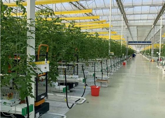 Daman Venlo Glazen Kas Massaal Planten Van Tomaten Thermisch Verzinkt