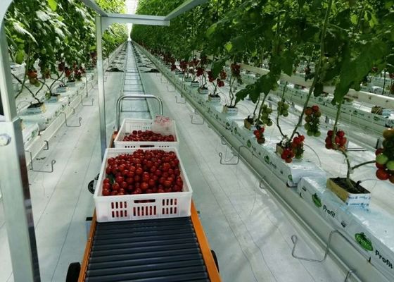 Daman Venlo Glazen Kas Massaal Planten Van Tomaten Thermisch Verzinkt