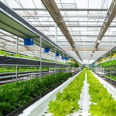 Het plantaardige het Glasserre van de Cultuur Soilless Cultuur Multilayer Planten