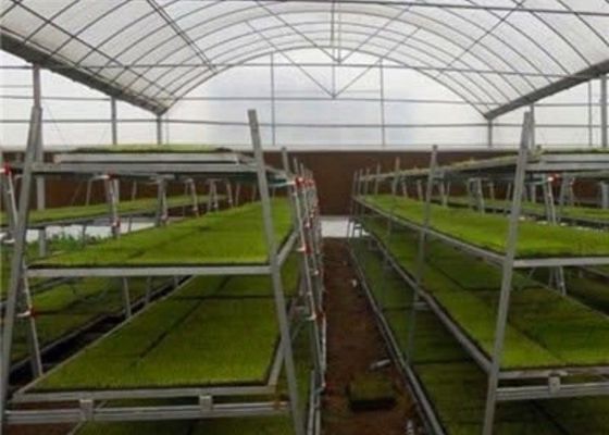 Het douane Gestalte gegeven de Serre/het Kinderdagverblijfbedfokken van de Glaszaailing/Beweegbaar Zaadbed