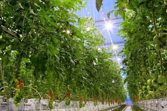 Wenluo Sightseeing Glass Greenhouse - Grootschalige groentenbeplanting kas