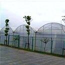 Kas met doorlopende PO-folie voor het verhogen van de groenteopbrengst