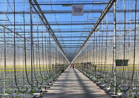 Venluo Sightseeing Glass Greenhouse - Grootschalige groentenbeplanting