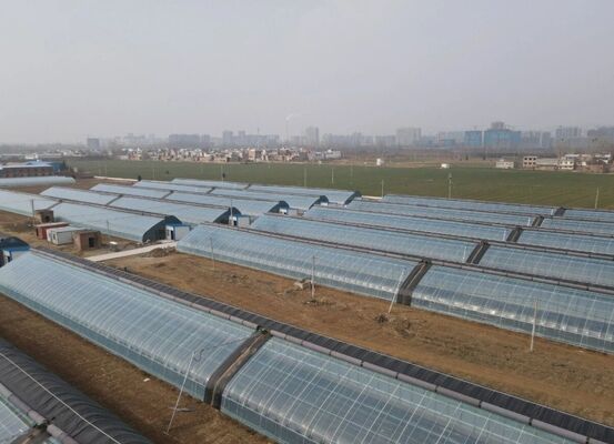 Een polyethyleenfilmplanthuis voor de teelt van bloemen van hoge kwaliteit