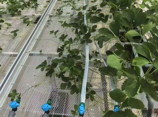 Groenhuis voor de teelt van vruchten, groots Woonloos-glasher